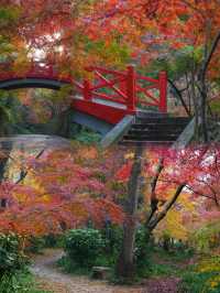 南京｜邂逅絕美中山植物園，一秒沉醉楓之盛宴