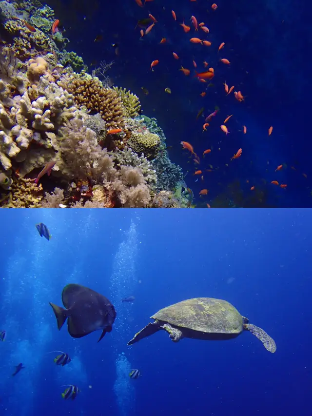 Diving in Sanya | Wuzhizhou Island Diving Tips