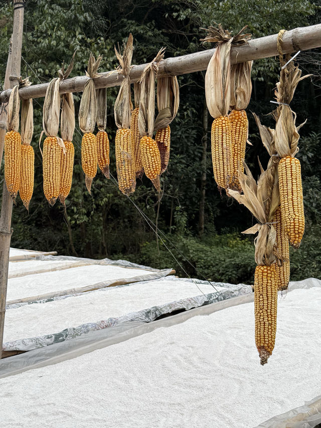 溫州「小婺源」，人生建議看一次曬秋吧