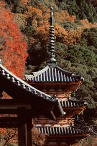 宇治|三室戶寺