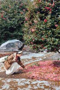 濟州島冬日浪漫！雪中山茶花，來這裡就對啦