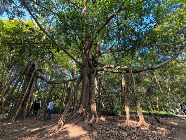 西雙版納第四站——中科院植物園