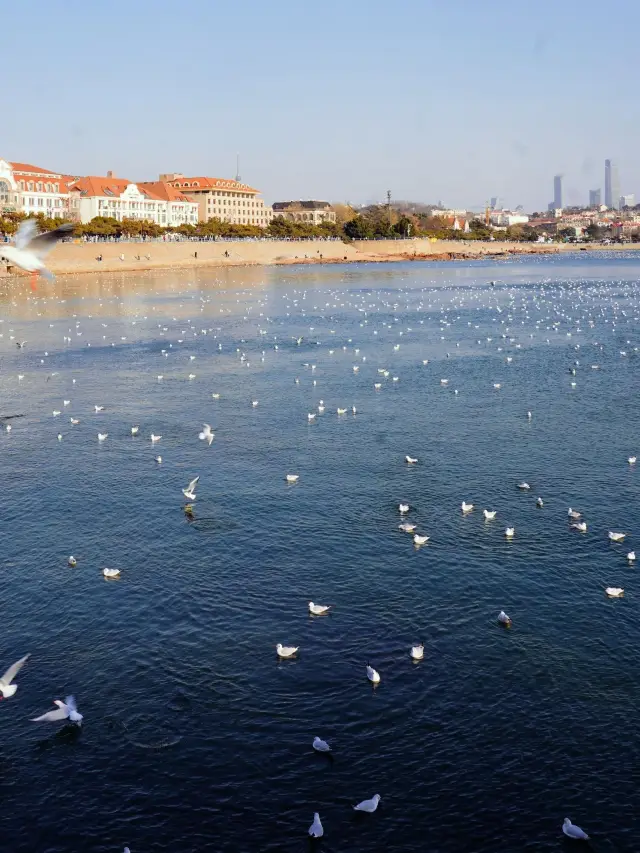 학생들의 칭다오 3일 저렴한 여행, 무료 관광지 정보!