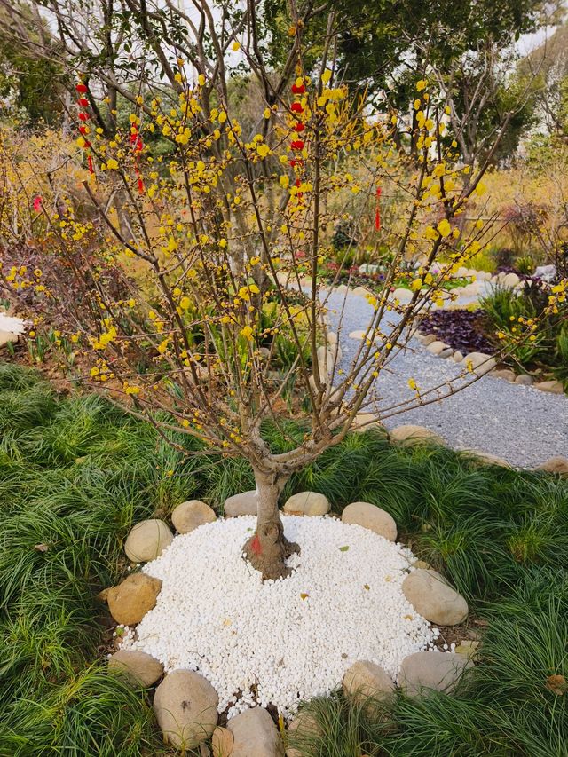 小眾公園有臘梅展