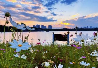 Baiyun Lake Park: The Wetland Regulator in the City