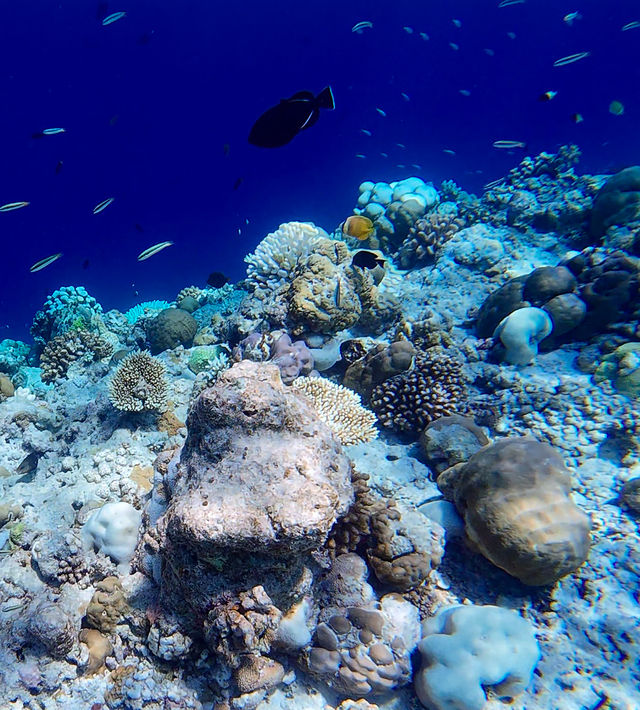 Discovering the Beauty of Velavaru Island in the Maldives