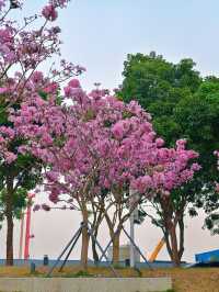 後海中心河公園｜紫花風鈴木盛開的冬天