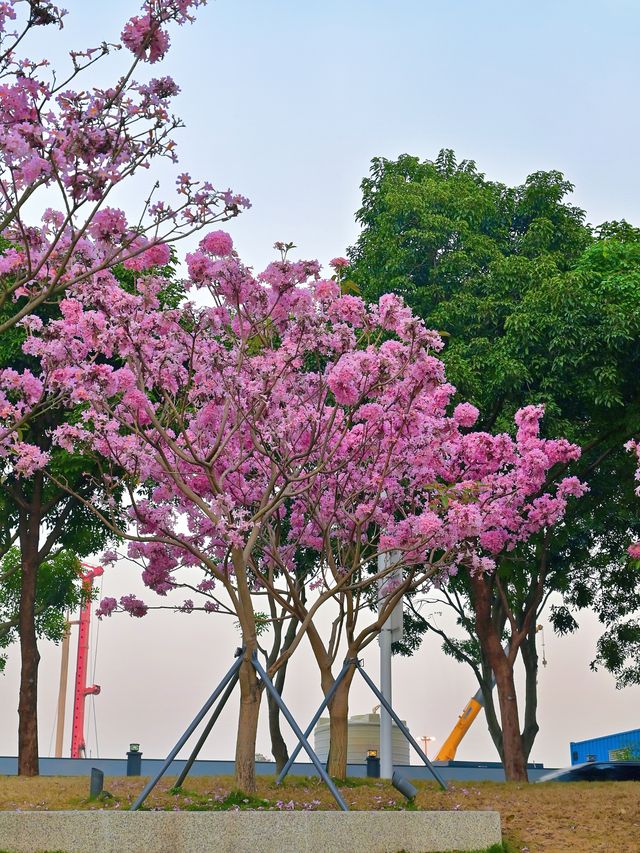 後海中心河公園｜紫花風鈴木盛開的冬天