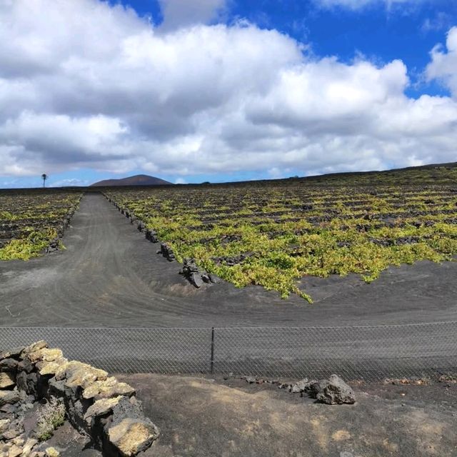 西班牙𝗟𝗮𝗻𝘇𝗮𝗿𝗼𝘁𝗲火山都有葡萄園