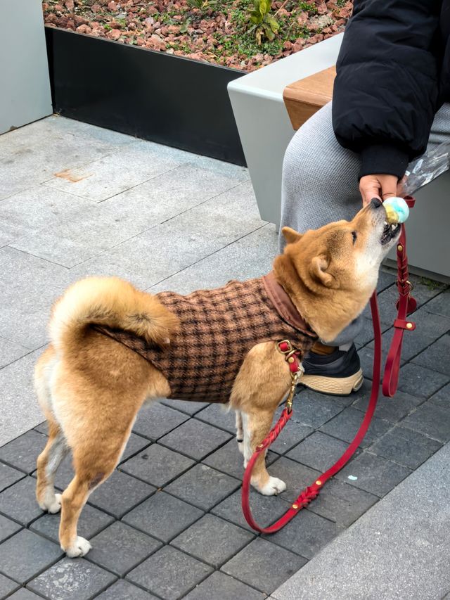 享受新春的Chill陽光~徐匯濱江西岸夢中心