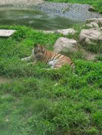 哇塞秦嶺野生動物園，動物愛好者的夢幻天堂
