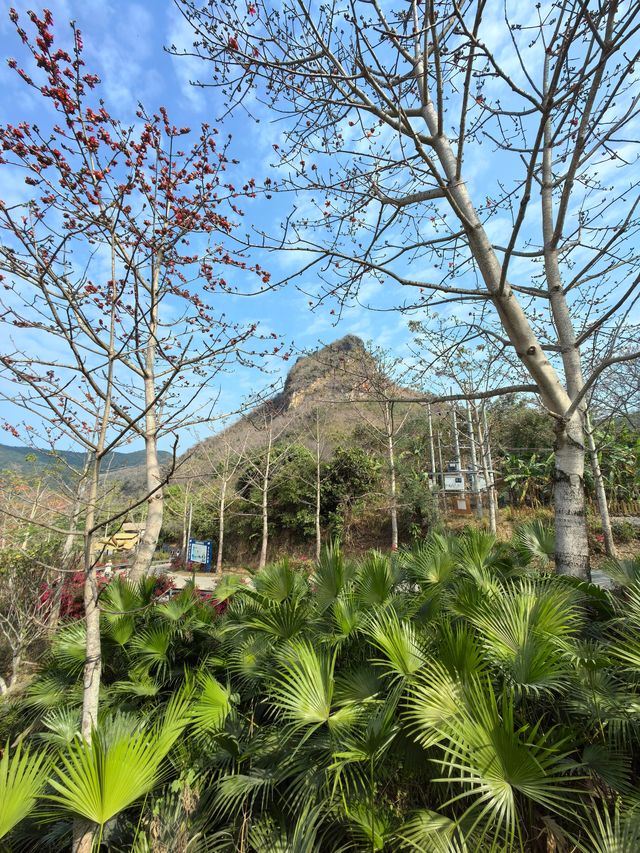 昌化江畔木棉賞花碼頭一一木棉紅景區