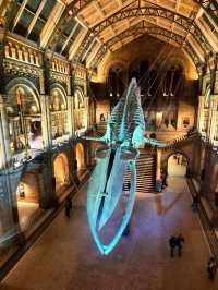 The Natural History Museum at Night: A Magical Experience 🌙