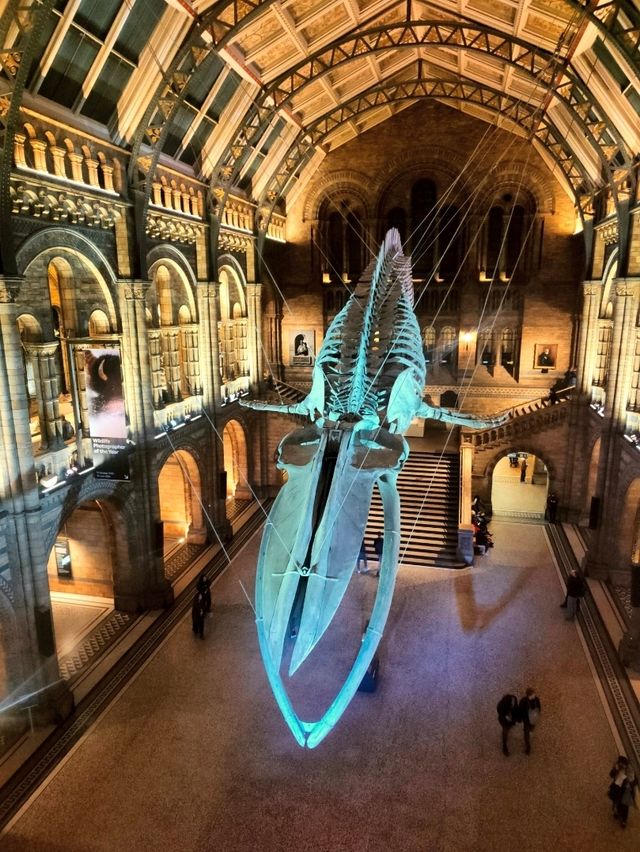 The Natural History Museum at Night: A Magical Experience 🌙