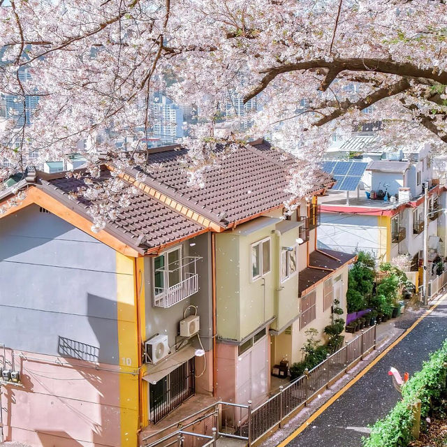 🌸首爾&釜山必去！七大絕美賞櫻拍照聖地