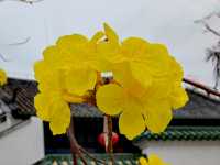 又是一樹黃花
