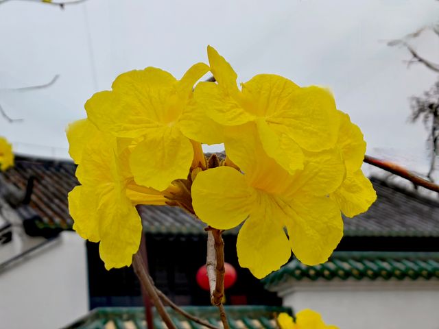 又是一樹黃花