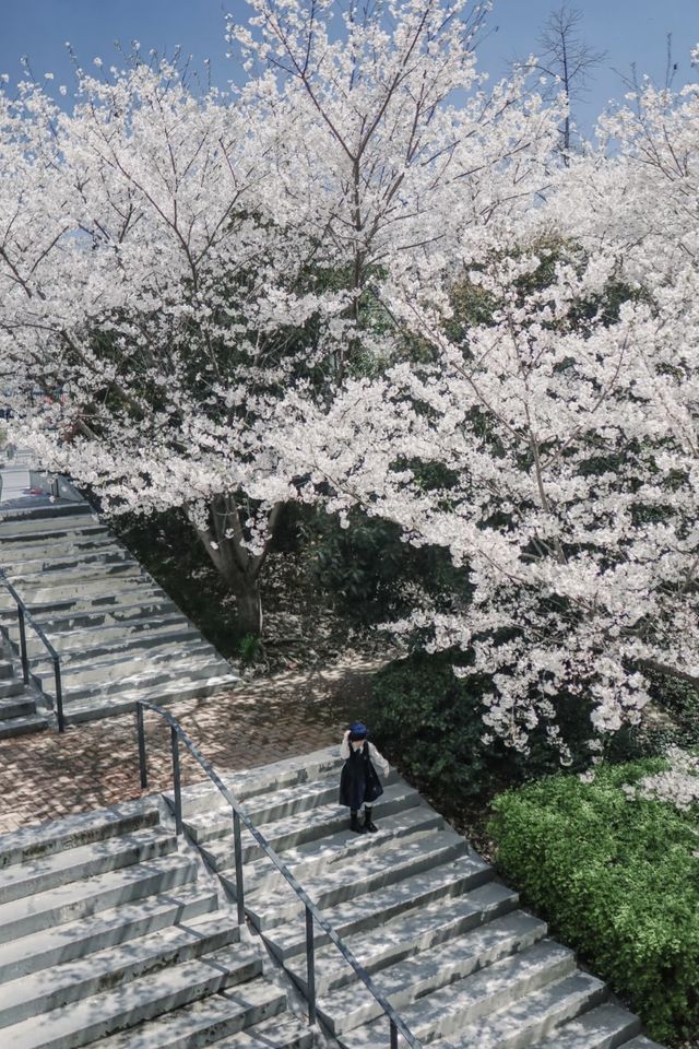 今年不要錯過上海這個超美的漫畫感櫻花階梯