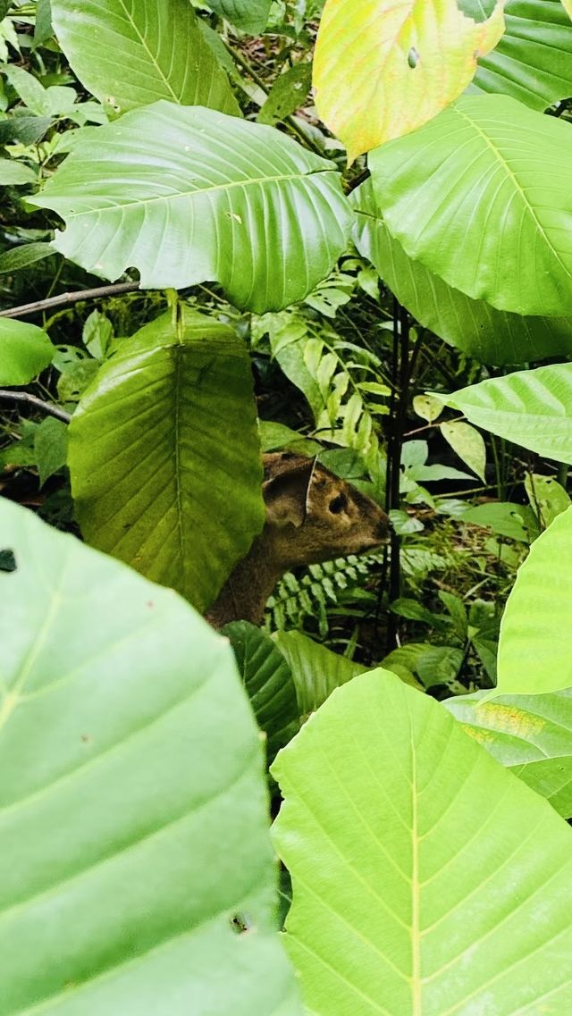 在新加坡可以入住萬態雨林野生動物園？