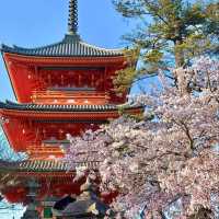 🌸京都岚山 | 坐電車追櫻去啦🌸