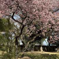 東京早櫻🌸 此刻正美！新宿御苑櫻花綻放啦🌸