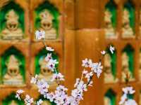 Summer Palace Beijing Blossoms Beauty 