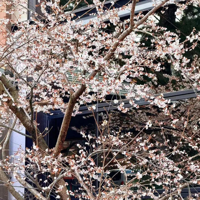 🌸東京人的春日烏托邦 井之頭恩賜公園🌸