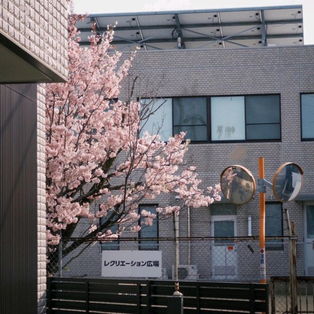 🌸速搶！大阪限定櫻花盛宴，錯過再等一年
