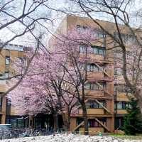 春和景明🌸 札幌櫻花盛開啦