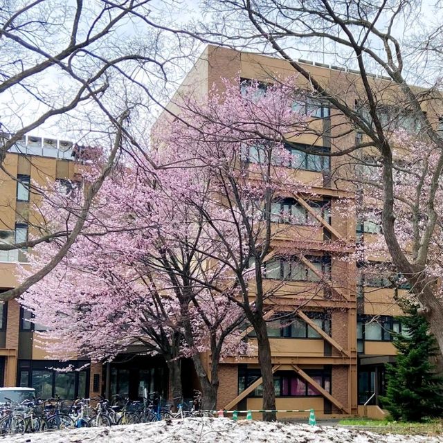 春和景明🌸 札幌櫻花盛開啦