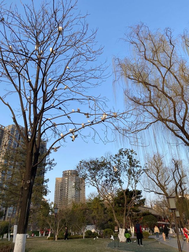 讓我看看誰還沒去興慶宮和鬱金香拍照