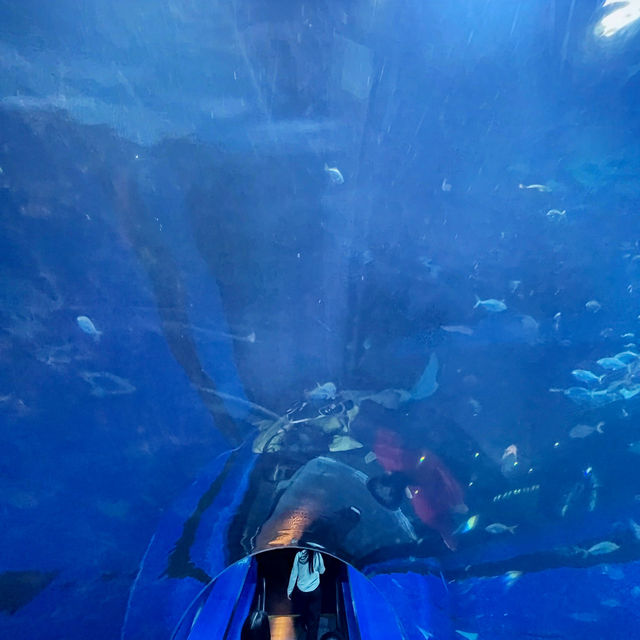 Under the sea! 