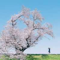 🌸追櫻地圖 | 日本的春天，是一萬次的春和景明