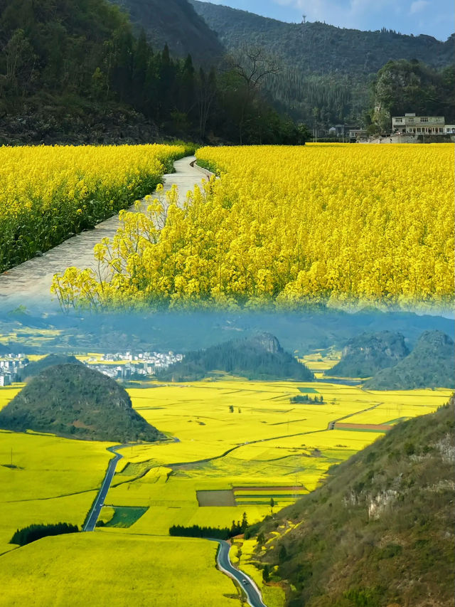 🪧雲南.羅平油菜花田