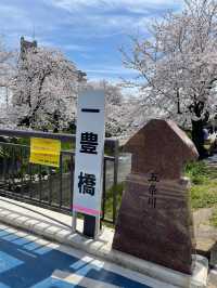 限定浪漫！名古屋五條川滿開櫻花盛宴🌸