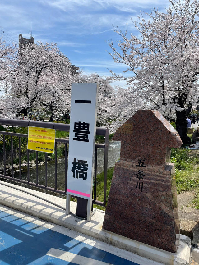限定浪漫！名古屋五條川滿開櫻花盛宴🌸