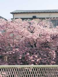 🌸交換春天 | 東京早櫻，開出一整個春天的浪漫