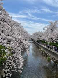 限定浪漫！名古屋五條川滿開櫻花盛宴🌸