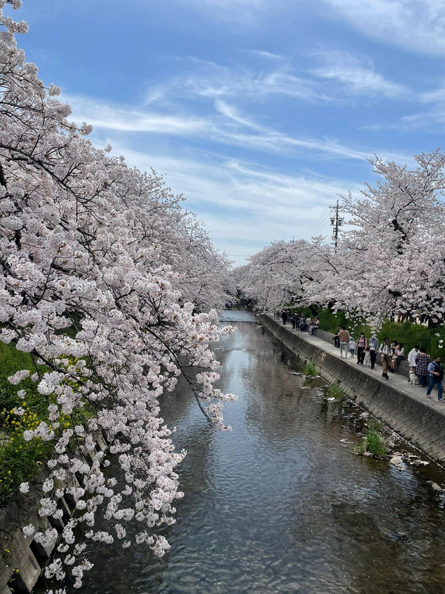 限定浪漫！名古屋五條川滿開櫻花盛宴🌸
