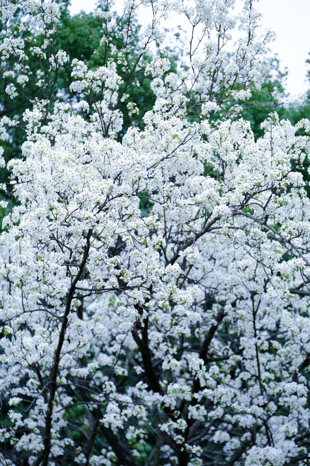 成都限定春日雪景 植物園梨花太美啦