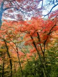 繁花似錦：在萁面公園的靜謐漫步