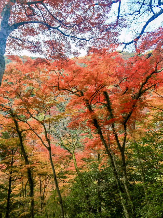 繁花似錦：在萁面公園的靜謐漫步