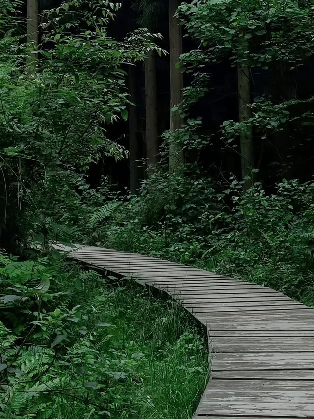 救命！成都周邊呢片森林簡直係綠野仙蹤本蹤！
