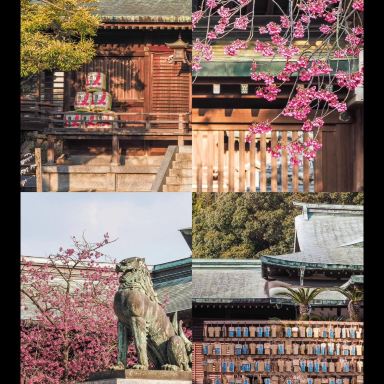 Japan｜Guide to chasing the light in the 