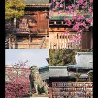 日本｜福岡周邊「光之道」追光攻略，錯過等半年