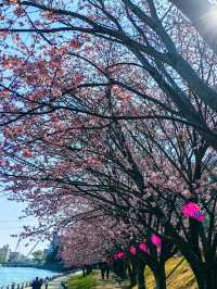 在日本四國德島中央公園欣賞櫻花