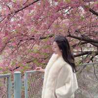 別去澀谷人擠人了！生田河津櫻花絕美來襲