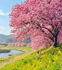 靜岡/四天三夜精華版旅遊攻略