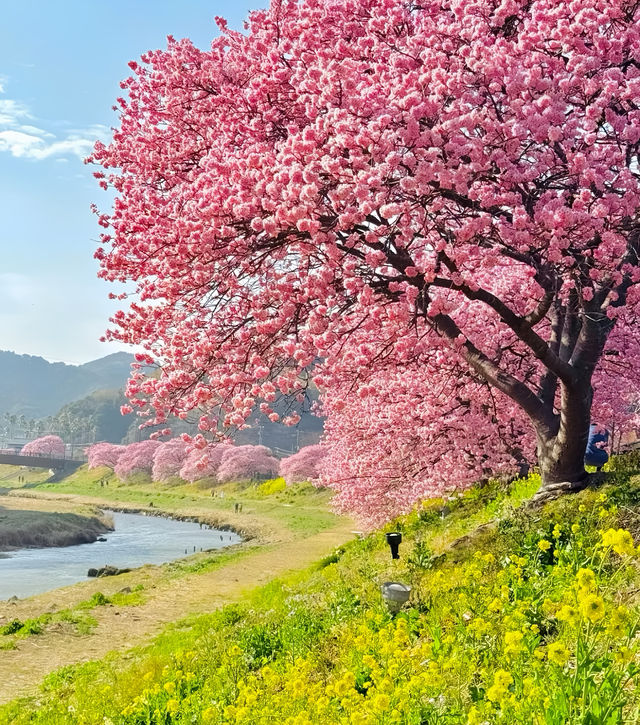 靜岡/四天三夜精華版旅遊攻略