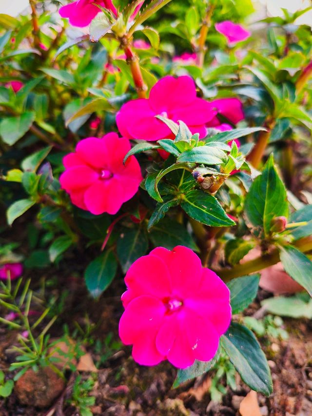 its blooming under the giant wheel 🌷🌼☘
